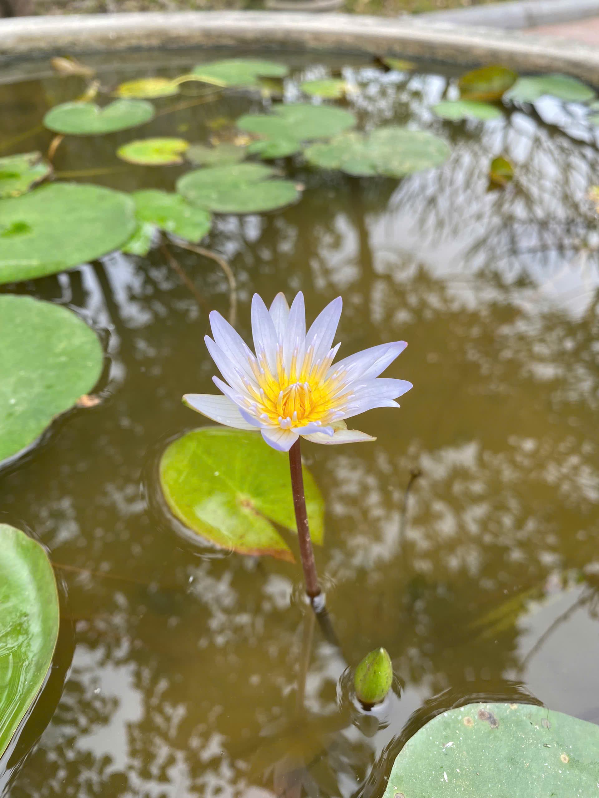 Nam NP